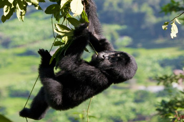 Best time to visit Rwanda or Uganda for gorilla trekking