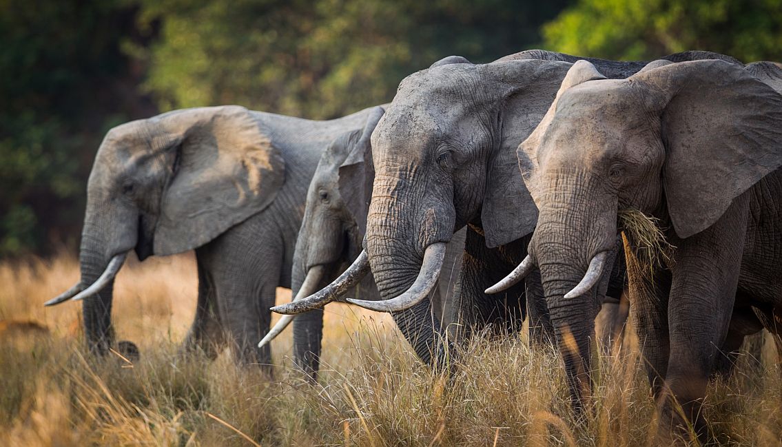 Luwi Camp, South Luangwa National Park - Cedarberg Africa