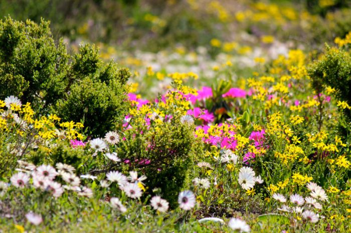 West-Coast-Columbine-wildflowers-700