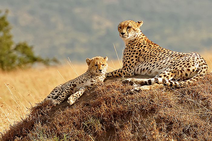 Scenic safari in Kenya - cheetah in the Masai Mara