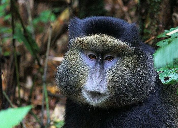gorilla-tracking in Rwanda - golden monkeys