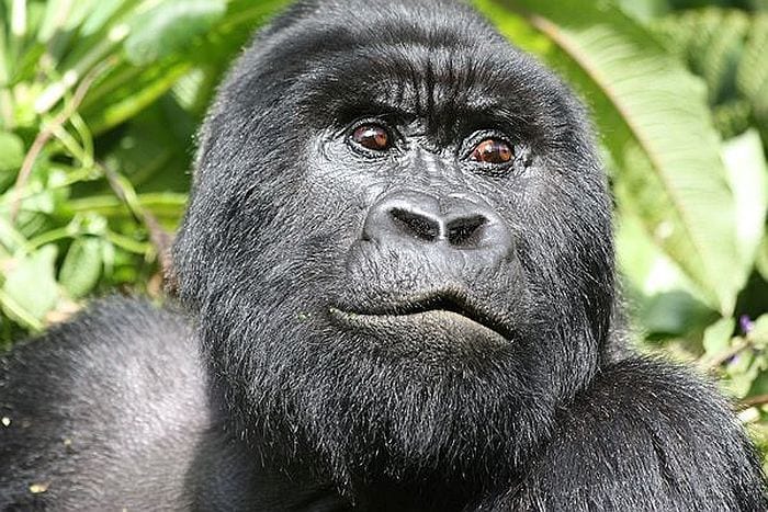 gorilla-tracking in Rwanda - Virungas National Park