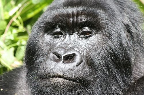 gorilla-tracking in Rwanda - Virungas National Park