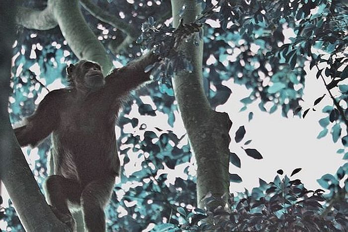 Rwanda chimpanzees in nyungwe