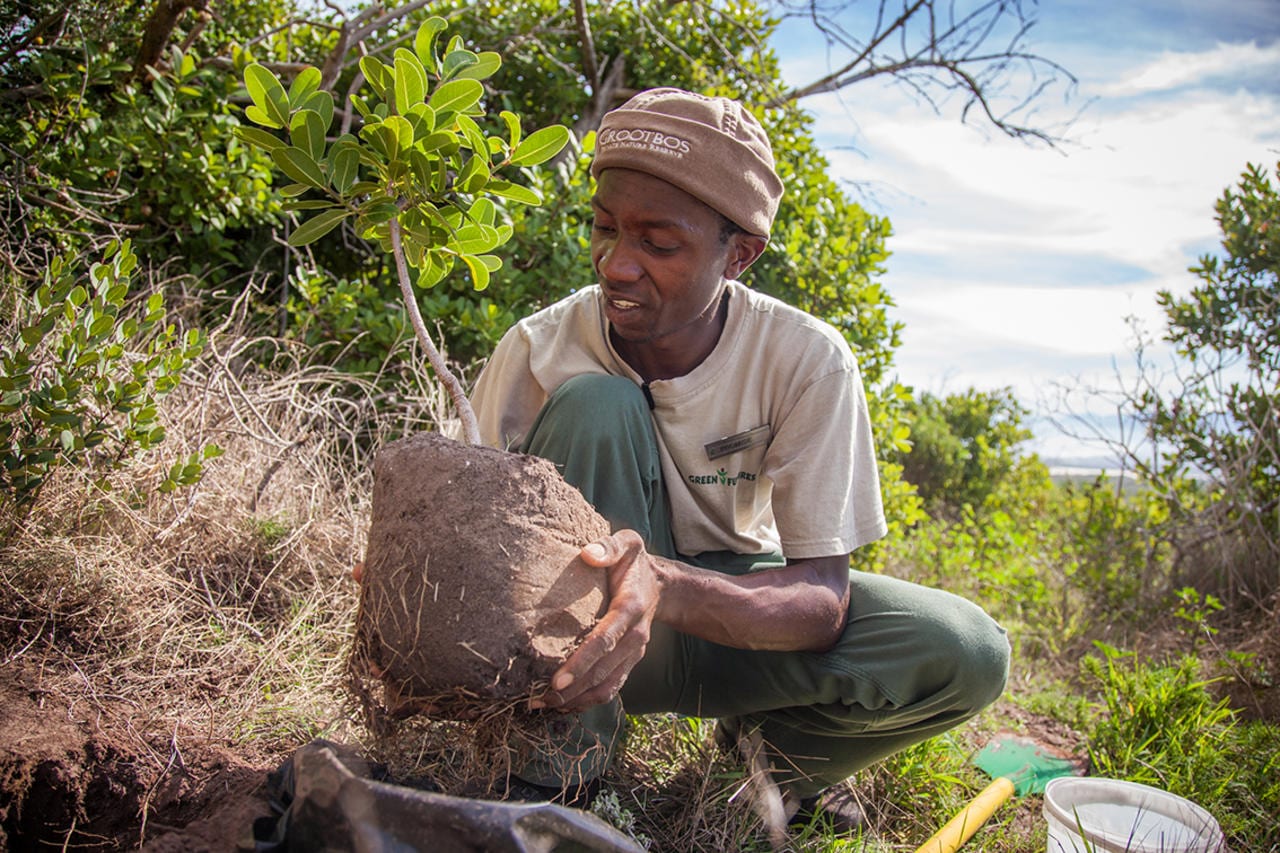 Planting trees: conservation efforts in Africa
