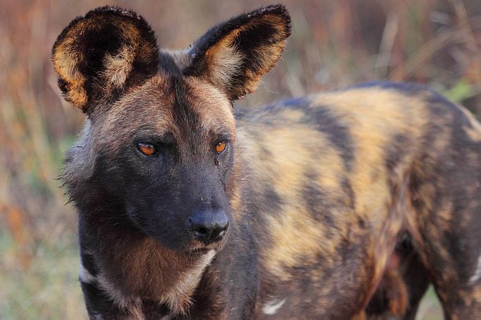 Botswana-Wild-Dog-Reasons to visit Botswana