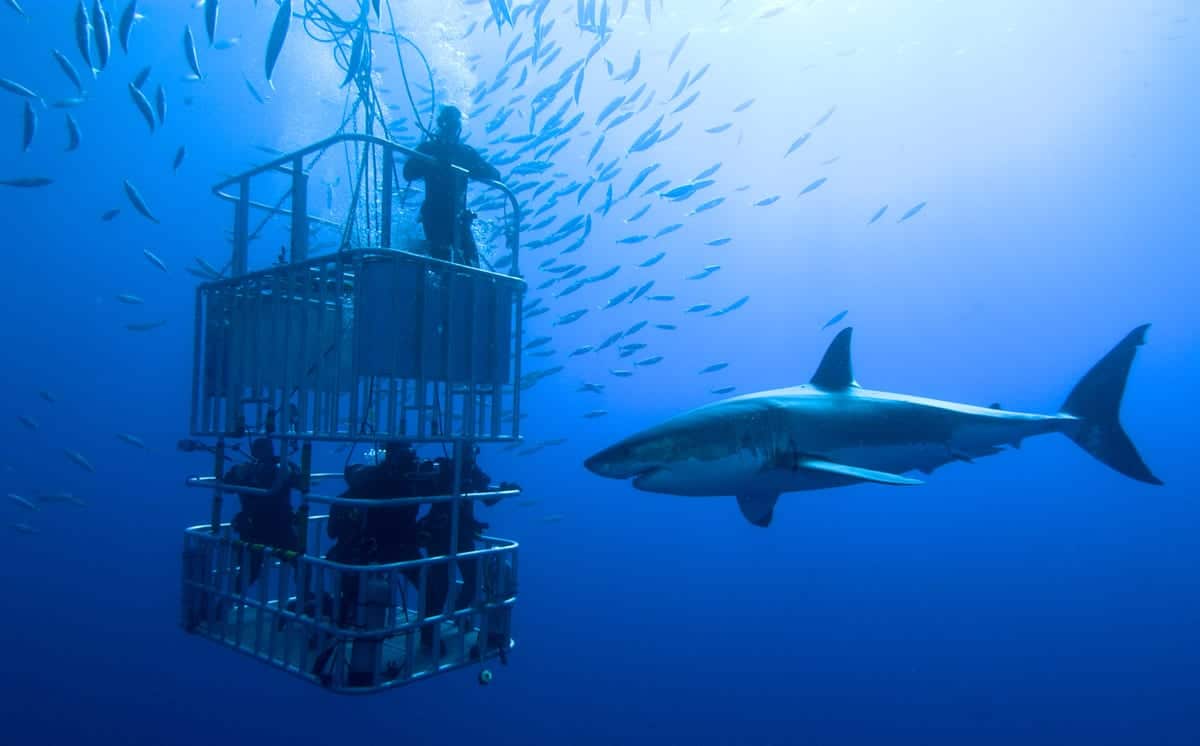 Cape Town_Sharkcage Diving_ss_161038754