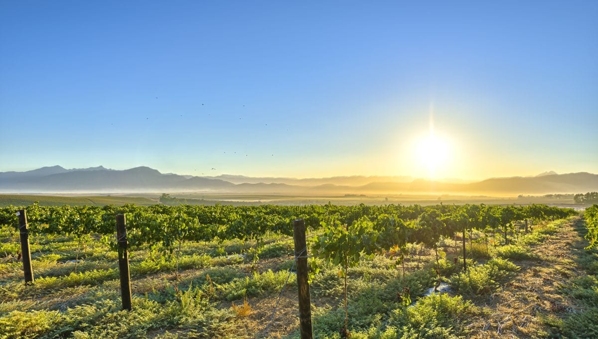 Vineyards close to Stellenbosch - Hotels in Stellenbosch