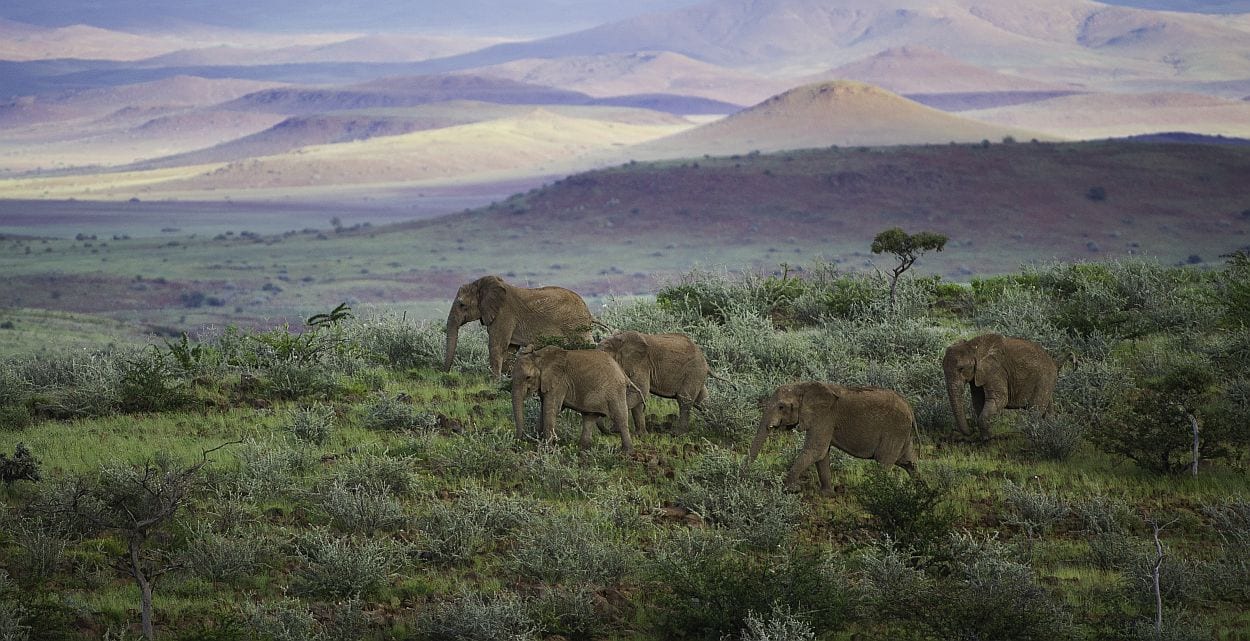 Elephants in Damaraland, Namibia safaris, off the beaten track safaris