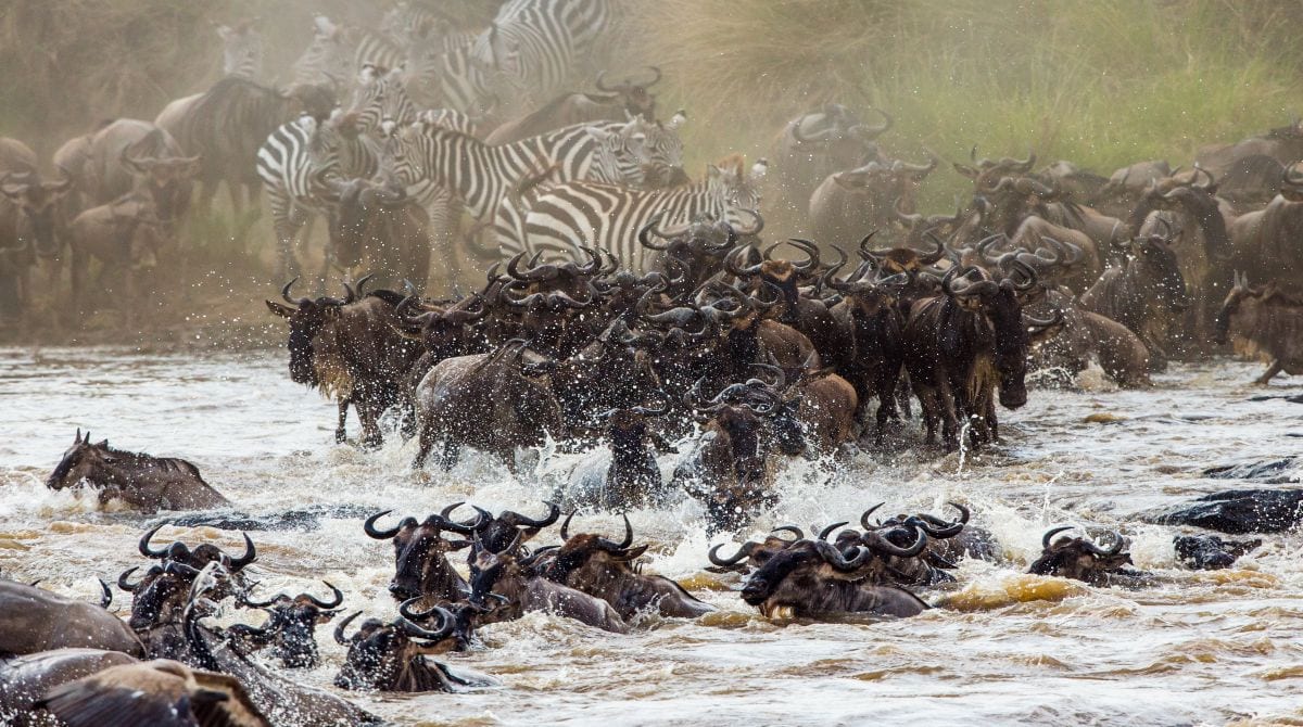 Great wildebeest migration from Serengeti into the Masai Mara