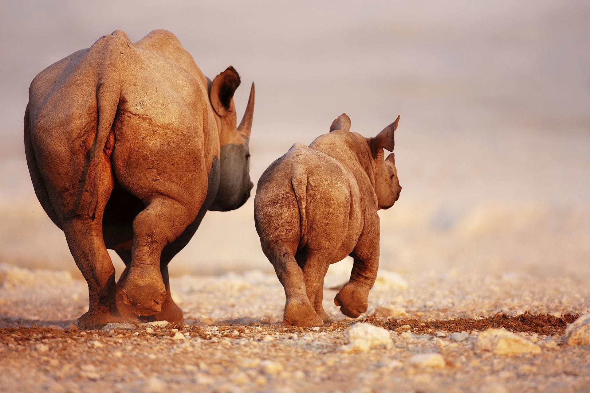 Rhino tracking on foot