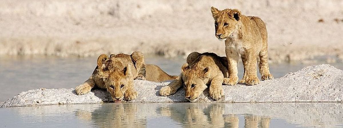 Lion cubs at Etosha waterhole, Namibia - where to go in Africa