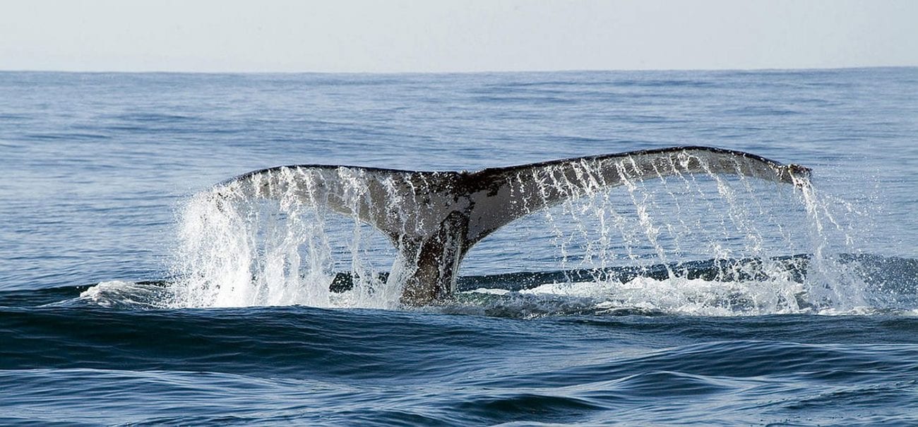 Hermanus whale watching between July and mid November