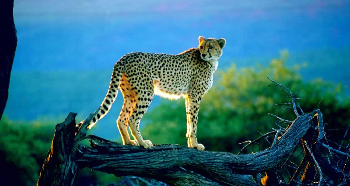Cheetah at Okonjima in the central highlands of Namibia