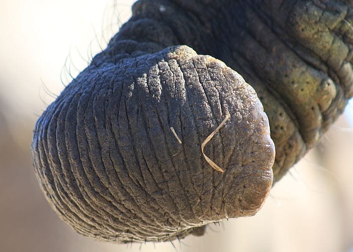 Hwange-Bomani-elephant-trunk-KB