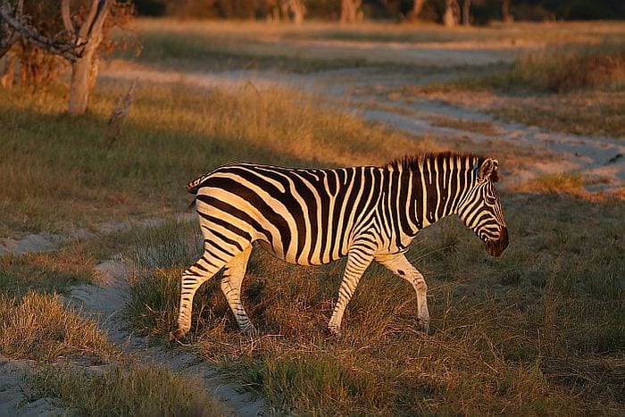 Hwange-bomani-zebra-dusk-KB