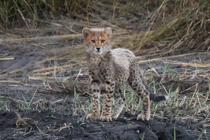 Hwange-camelthorn-cheetah-cub-crop-KB