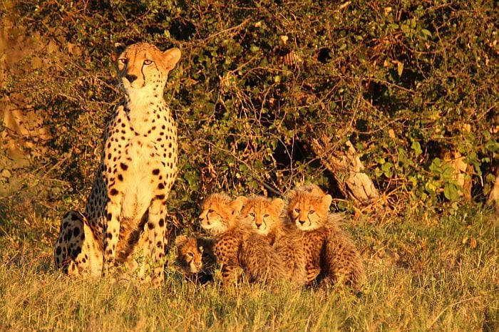 Hwange-cheetah-and-cubs-KB