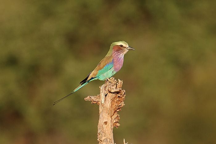 Hwange-lilac-breasted-roller-1-KB