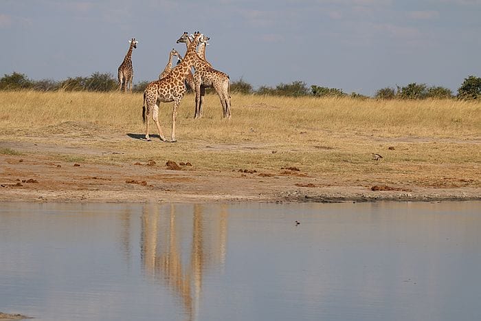 Hwange-nehimba-giraffe-reflection-kb