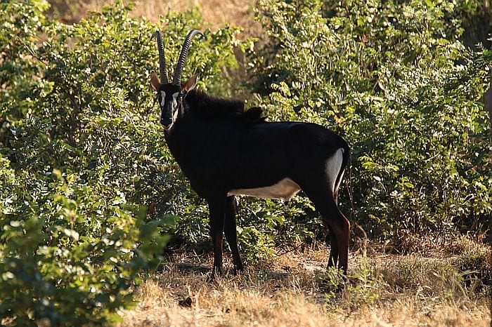 Hwange-sable-antelope-KB