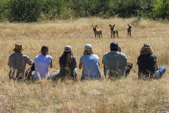 Imvelo-Safaris-Camelthorn-Wild-dogs-1