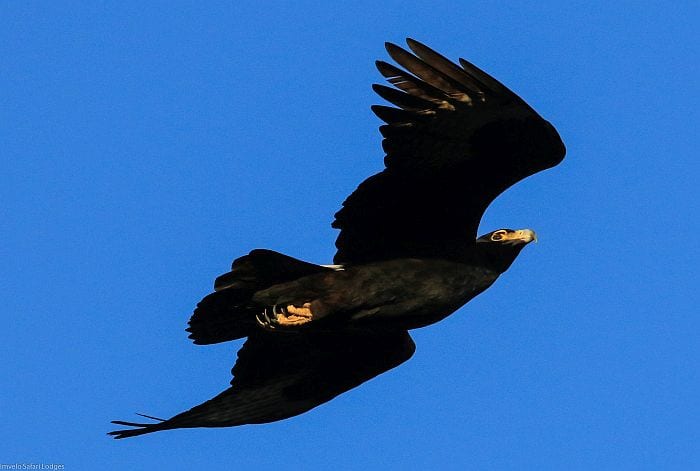 Imvelo-Safaris-Gorges=black-eagle