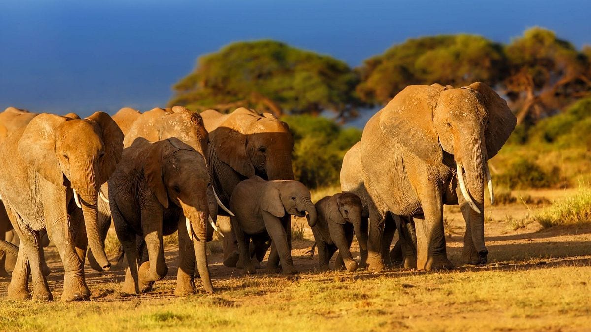 Kenya-Amboseli-ellies-sunset-SS-1200