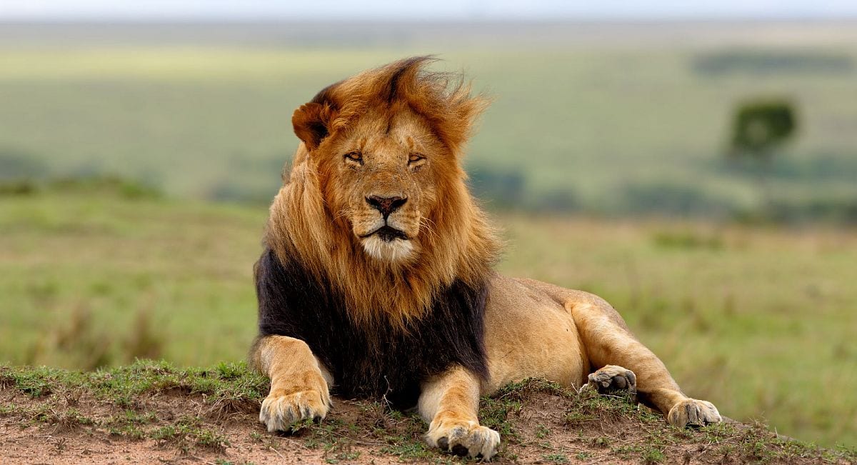 Kenya-Masai-Mara-Male-Lion-SH-1200