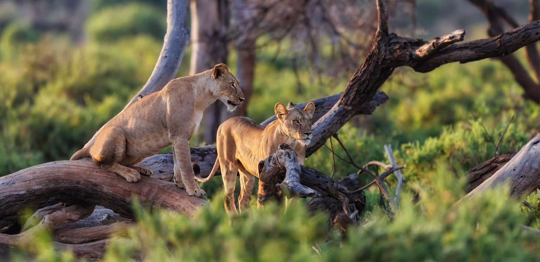 Samburu game reserve - lions on hunt