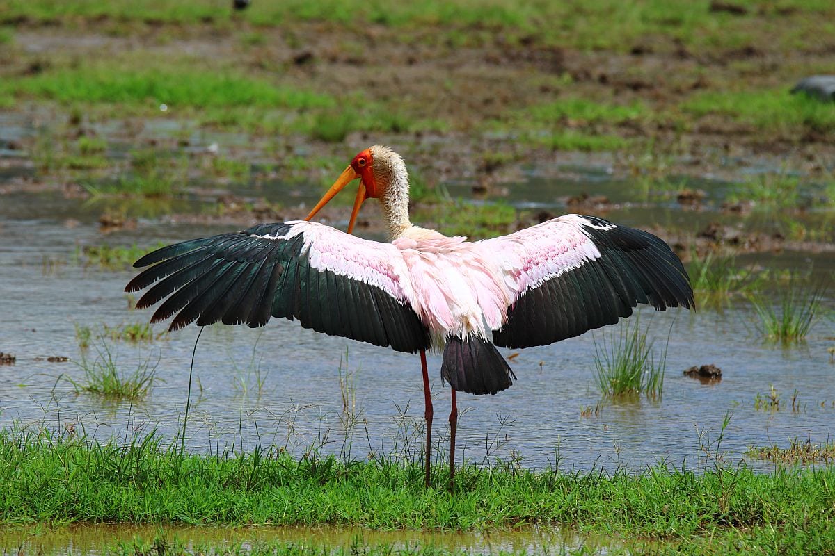 Lake manyara birding