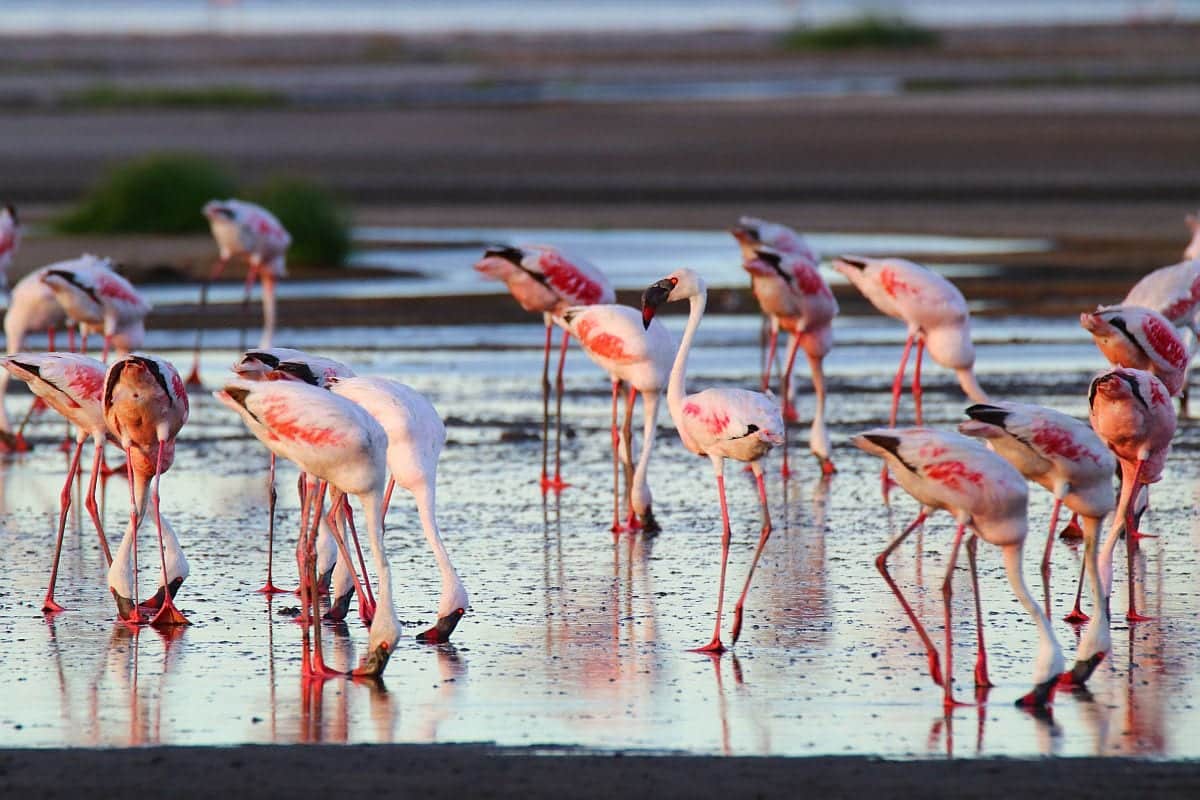 lake natron flamingos