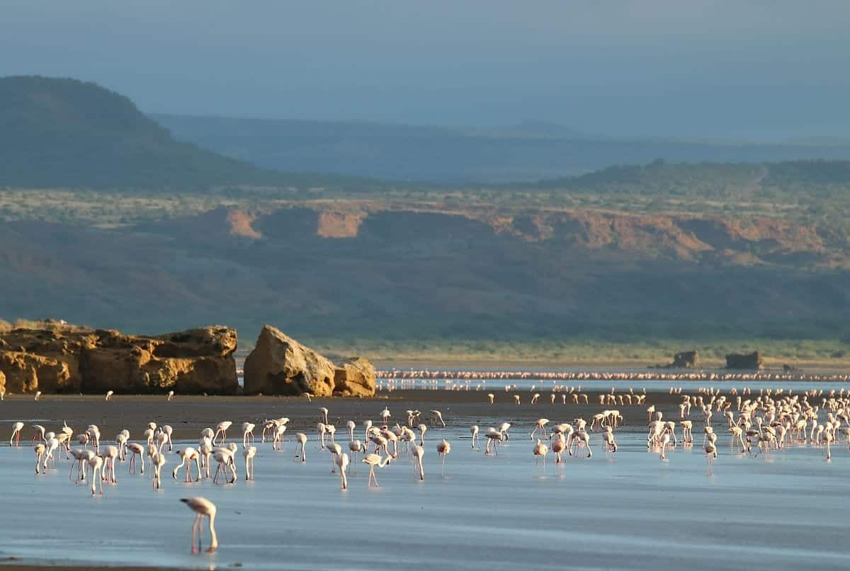 lake natron flamingos scenic