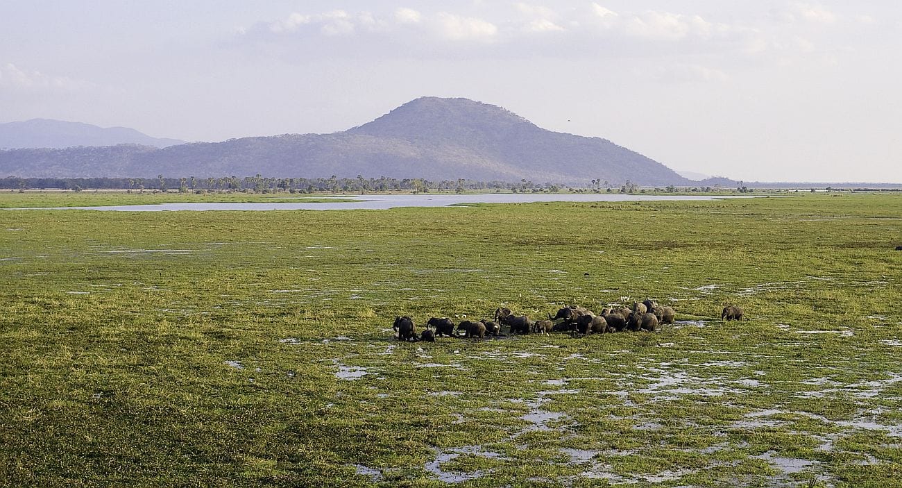 Elephants crossing the shire river in Liwonde Park