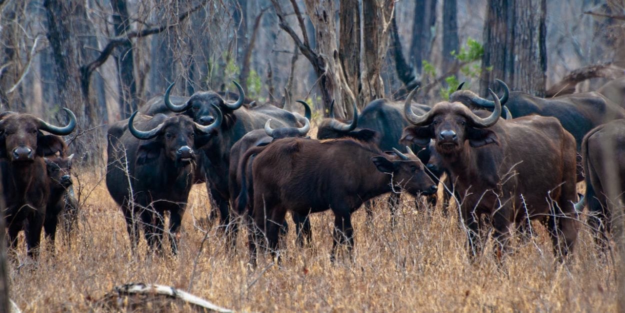 Malawi wildlife