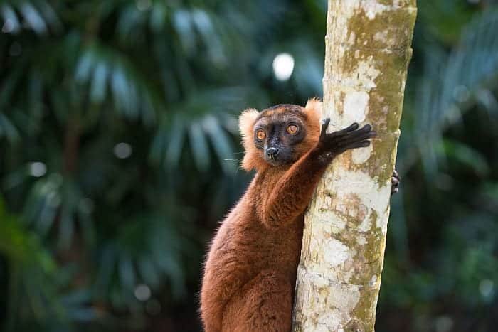 Brown lemur on Nosy Komba, Nosy Be holidays