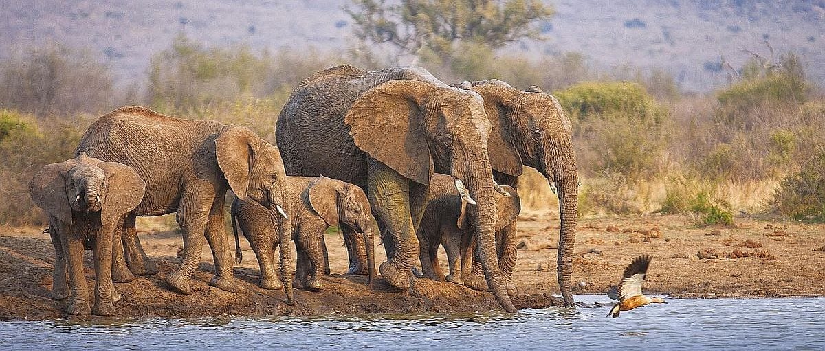 malaria-free game reserve, elephant in madikwe game reserve