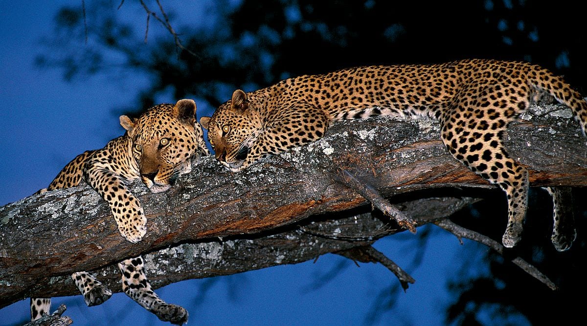 Mana Pools National Park - leopards in tree, Mana Pools safari