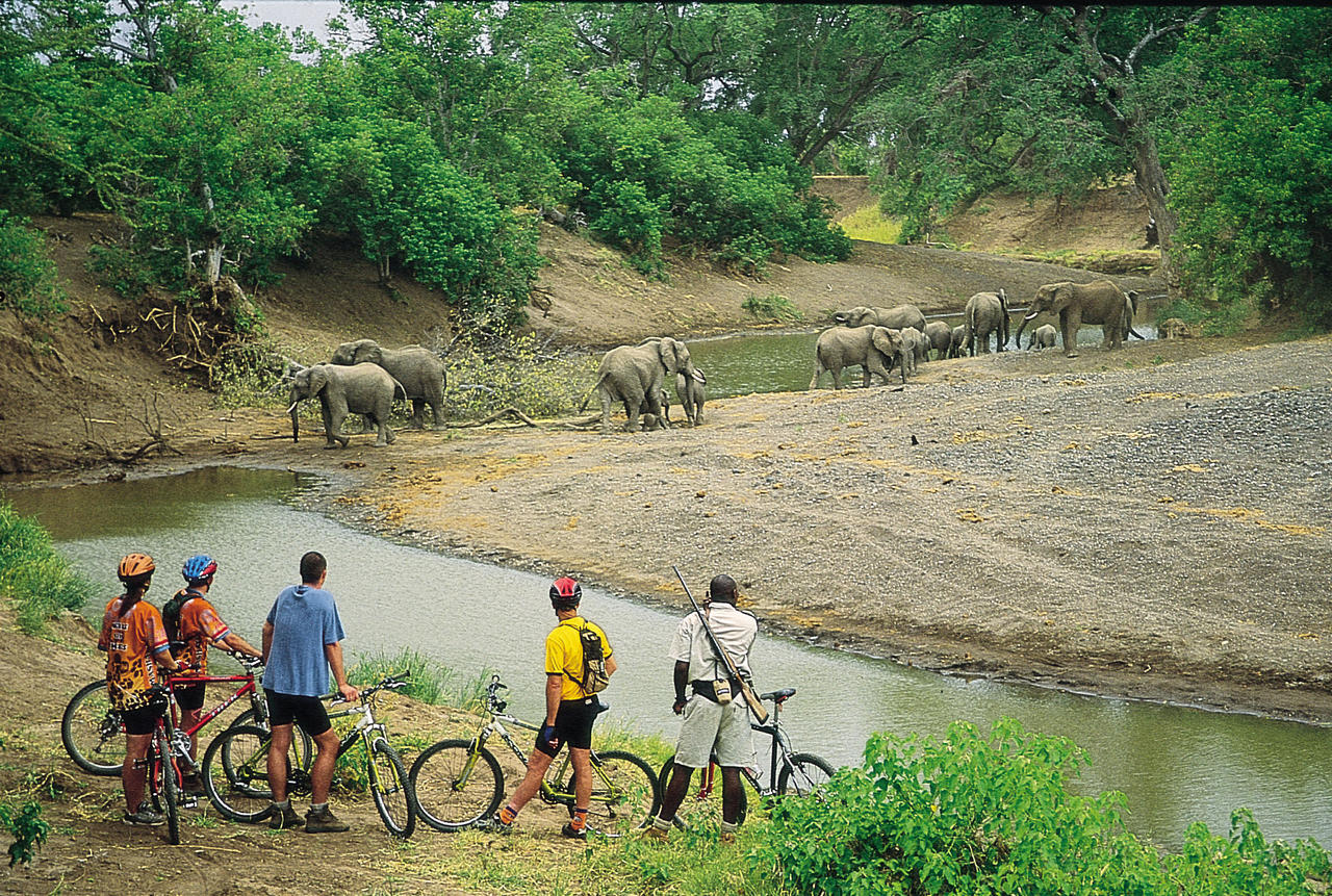 Mashatu-Cycling-safaris-elephant-Reasons to visit Botswana