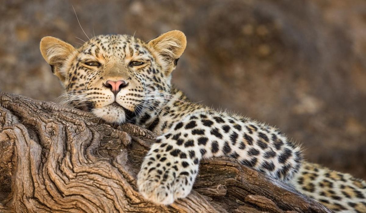 Mashatu-Game-Reserve-Leopard-1200
