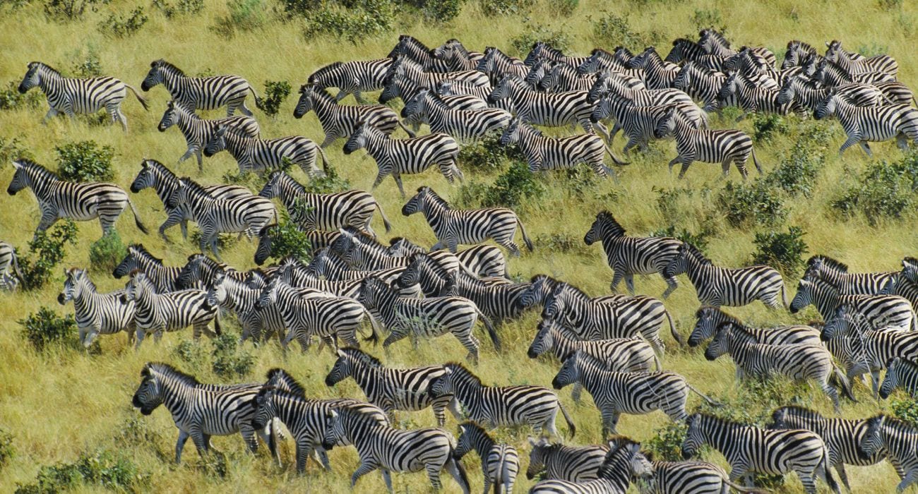 Zebra migration - Botswana