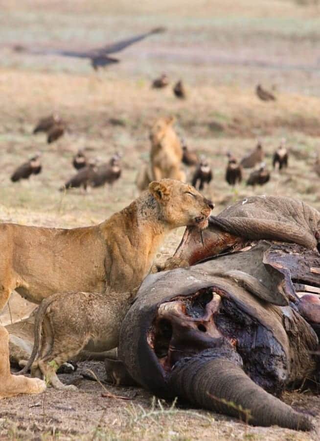 Mila's Zambia walking safari trip South Luangwa lion kill