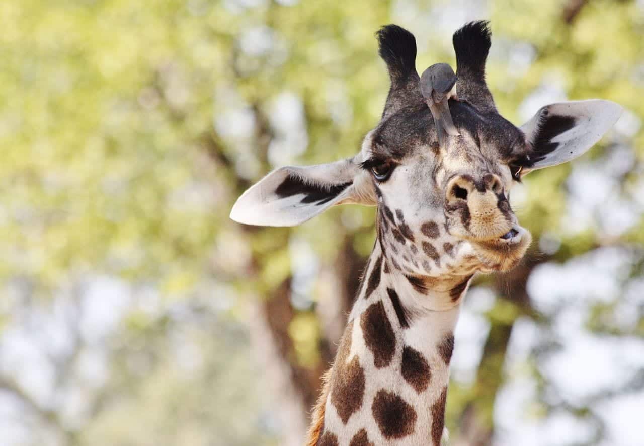 Mila's Zambia walking safari trip South Luangwa giraffe