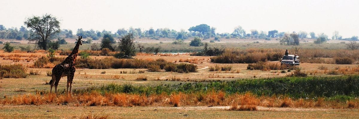 Murchison Falls game drive with giraffe