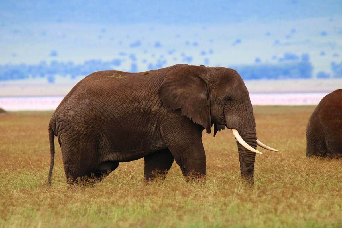 Ngorongoro crater elephant