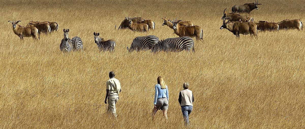 Walking safari on Nyika Plateau