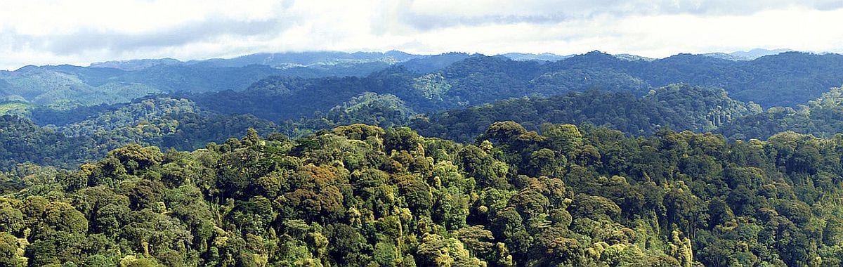 Nyungwe forest panorama