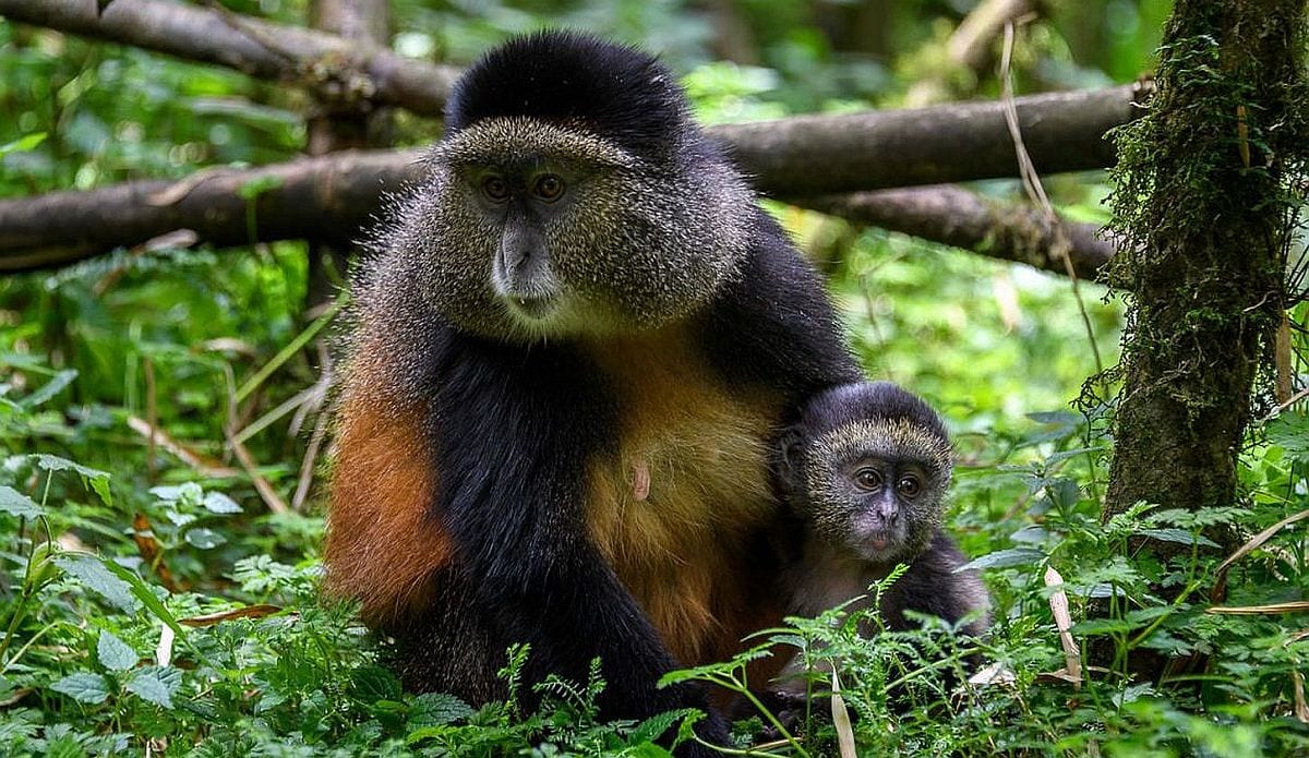 Golden monkey tracking in Volcanoes National Park