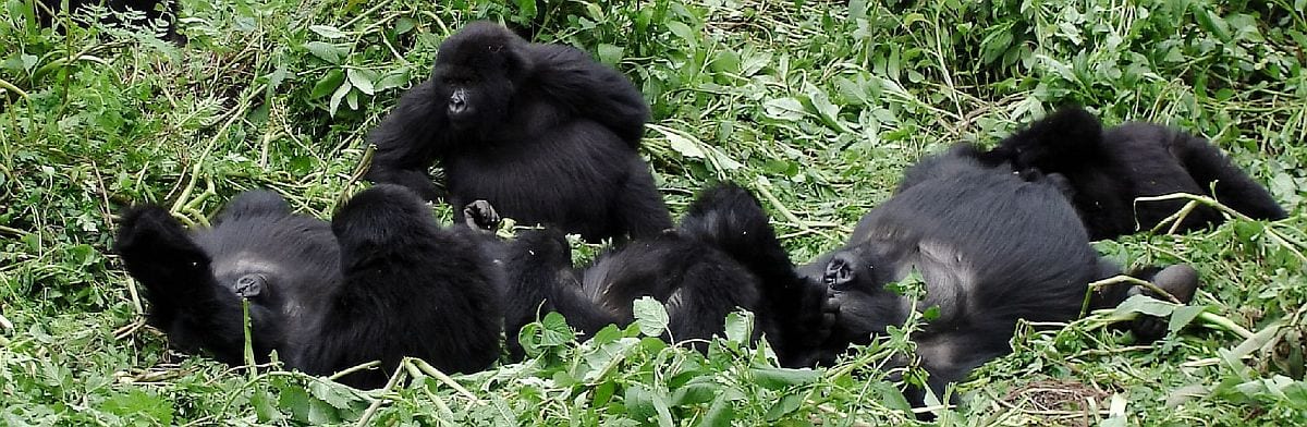Gorilla family party in Volcanoes National Park