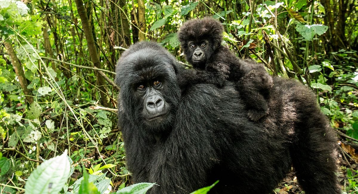 Mountain gorilla & baby in Volcanoes National Park